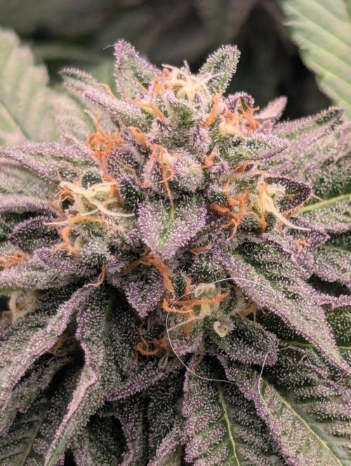Studio Cherry - Wizard Trees. Week 11