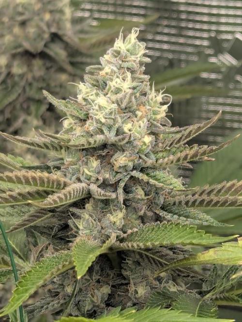 Shake Back - Compound Genetics. Week 11