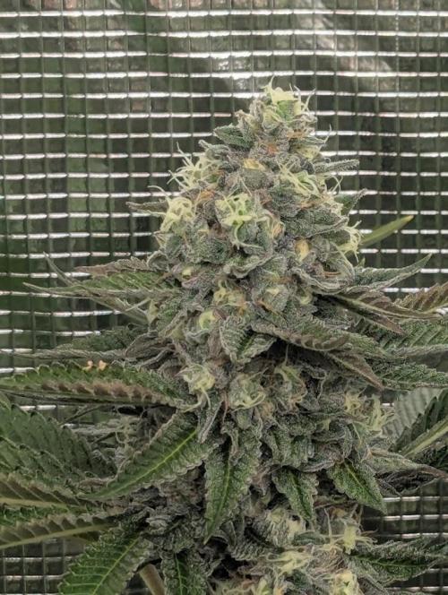 Shake Back - Compound Genetics. Week 11