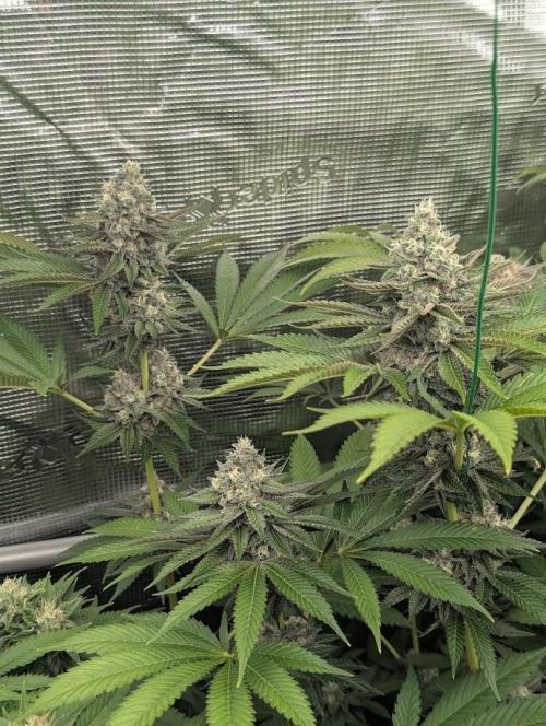 Shake Back - Compound Genetics. Week 11