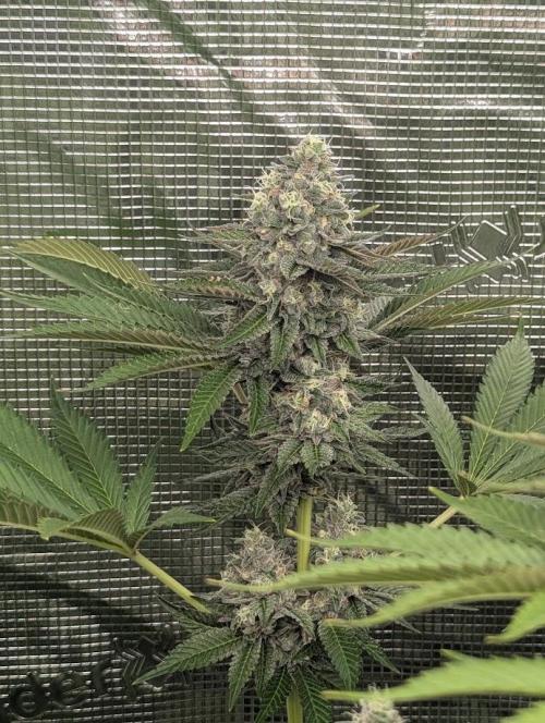Shake Back - Compound Genetics. Week 11