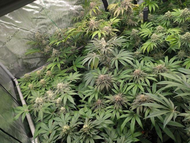 Shake Back - Compound Genetics. Week 11