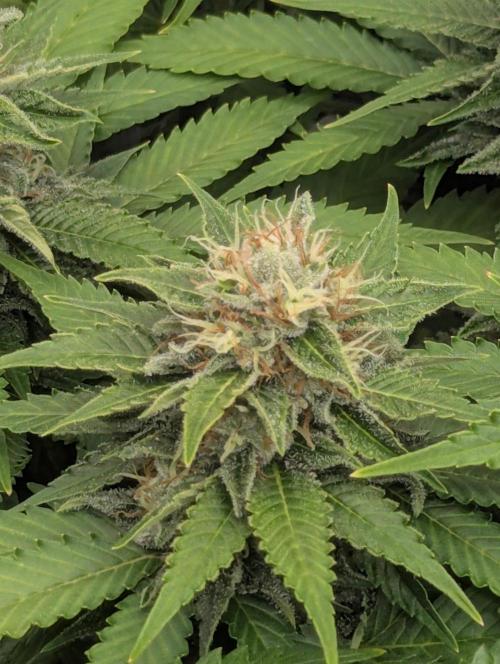 Girl Scout Cookies - Kannabia. Week 11