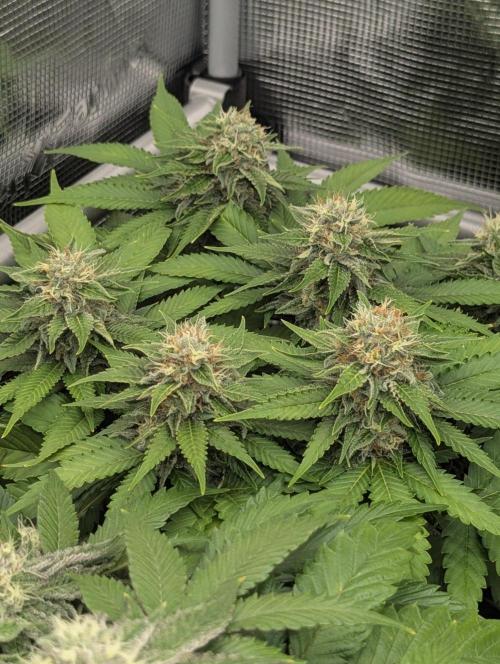 Girl Scout Cookies - Kannabia. Week 11