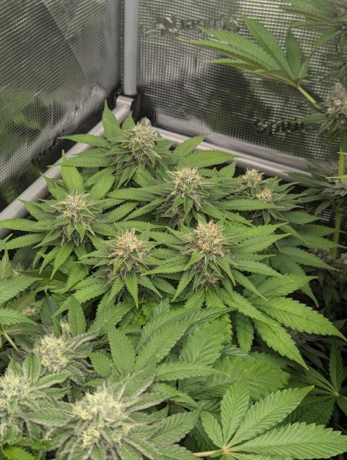 Girl Scout Cookies - Kannabia. Week 11