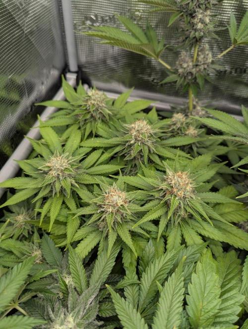 Girl Scout Cookies - Kannabia. Week 11