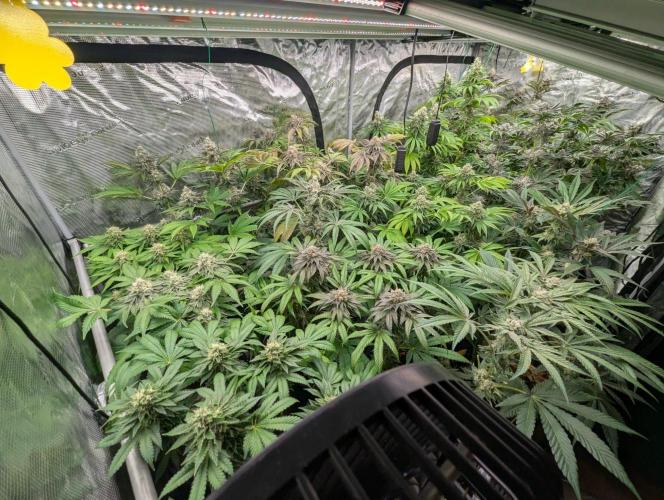 Girl Scout Cookies - Kannabia. Week 11