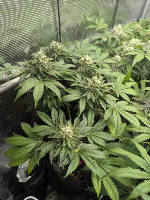 Privileged Baddie - Anesia Seeds. Week 11