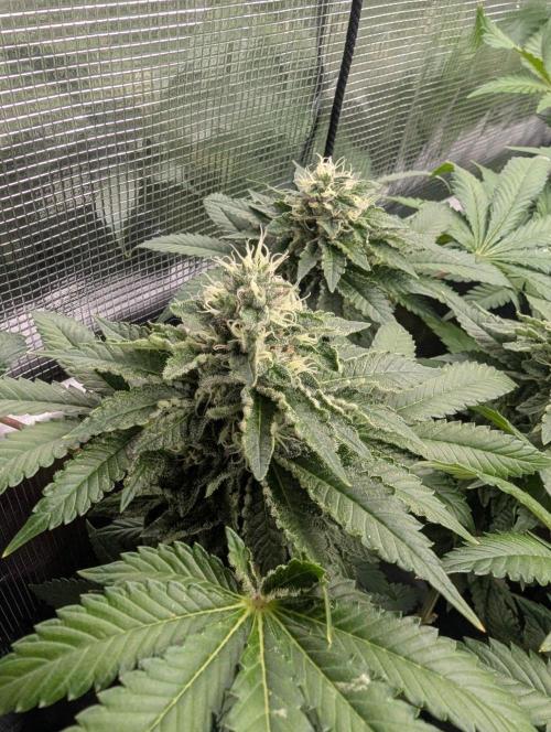 Privileged Baddie - Anesia Seeds. Week 11