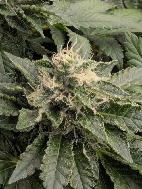 Privileged Baddie - Anesia Seeds. Week 11