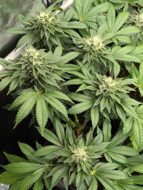 Privileged Baddie - Anesia Seeds. Week 11