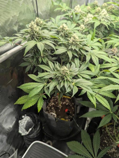 Privileged Baddie - Anesia Seeds. Week 11