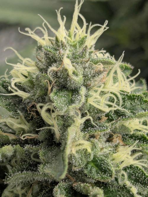 Privileged Baddie - Anesia Seeds. Week 11