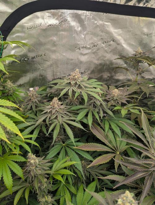 Black Beretta. Week 13