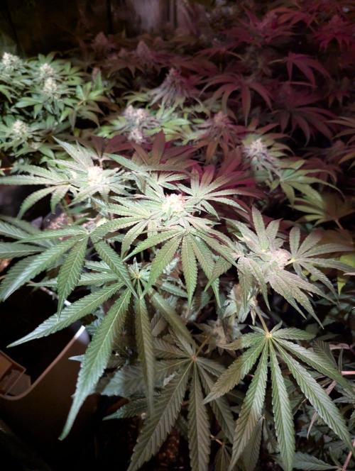 Wild Burst. Week 10