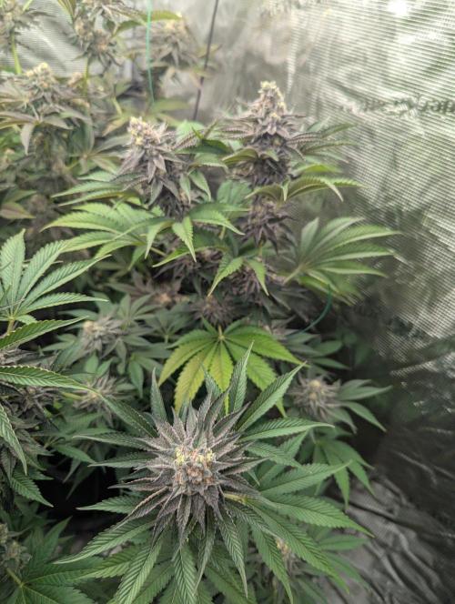New Money - Compound Genetics. Week 13