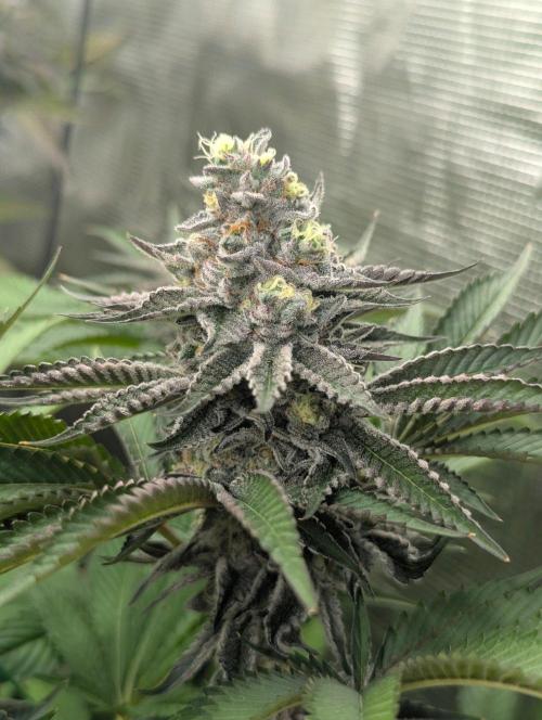 New Money - Compound Genetics. Week 13