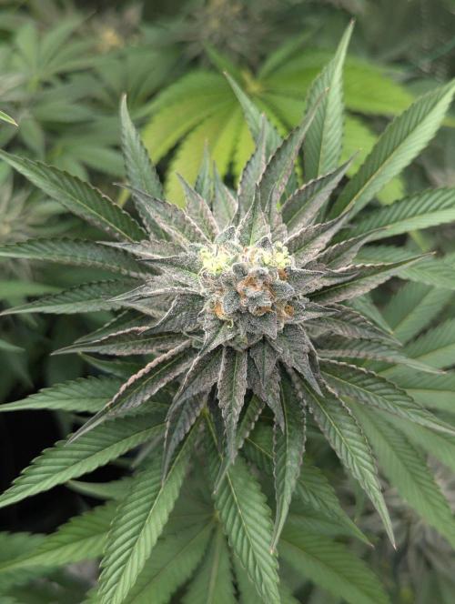 New Money - Compound Genetics. Week 13