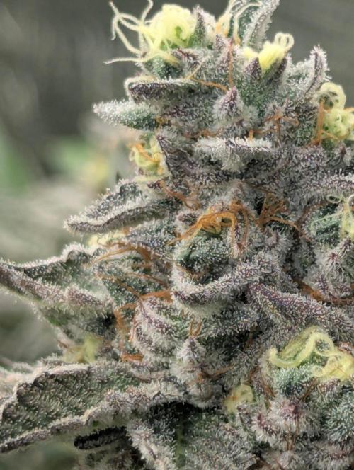 New Money - Compound Genetics. Week 13