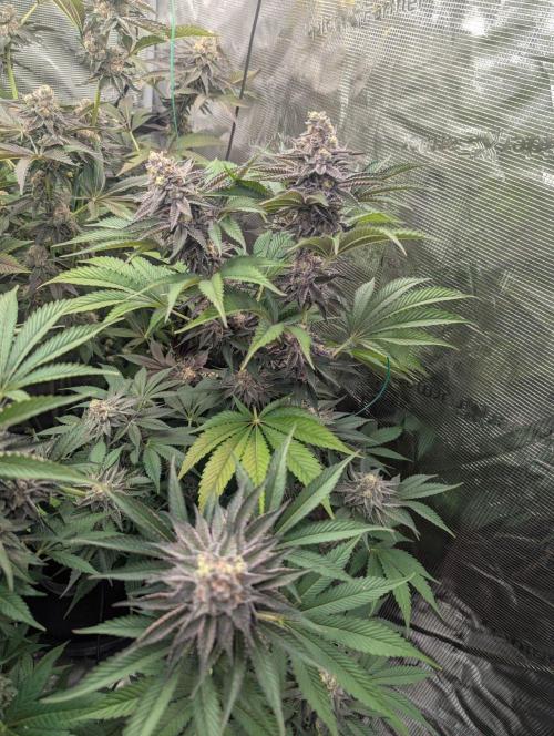 New Money - Compound Genetics. Week 13