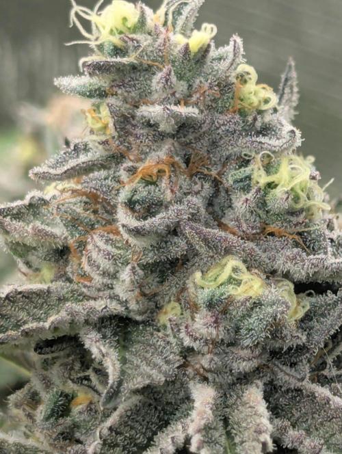 New Money - Compound Genetics. Week 13