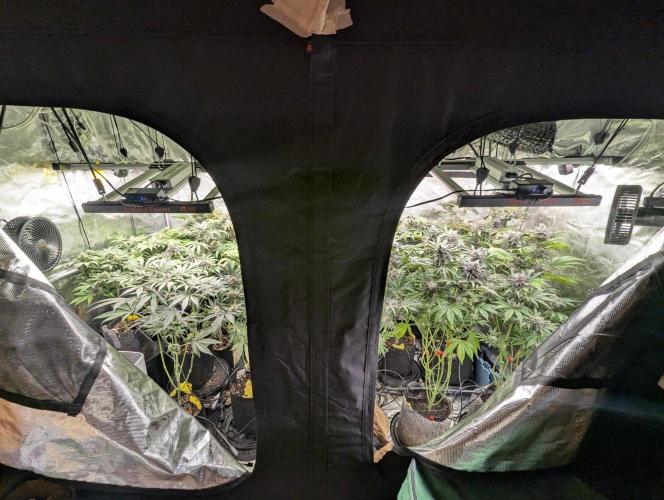New Money - Compound Genetics. Week 13