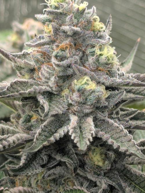 New Money - Compound Genetics. Week 13