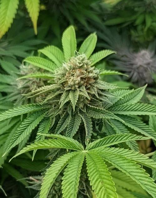 Big Z - Wizard Trees. Week 13