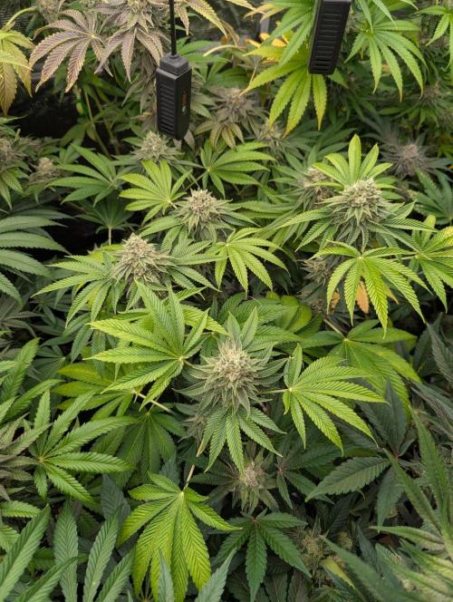 Big Z - Wizard Trees. Week 13