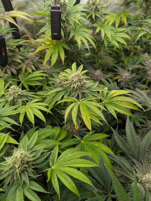 Big Z - Wizard Trees. Week 13