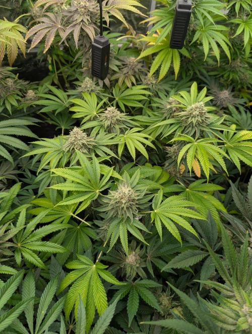 Big Z - Wizard Trees. Week 13
