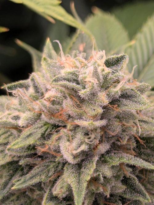 Big Z - Wizard Trees. Week 13