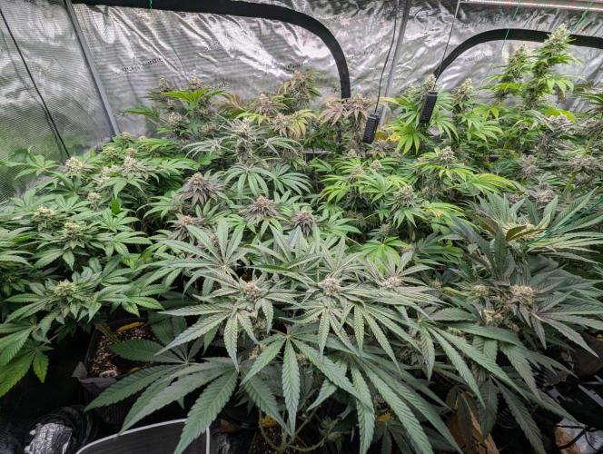 Big Z - Wizard Trees. Week 13
