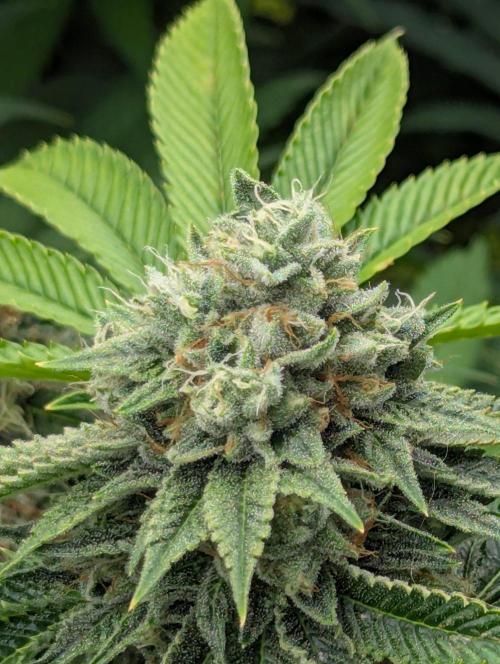 Big Z - Wizard Trees. Week 13