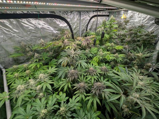 Big Z - Wizard Trees. Week 13