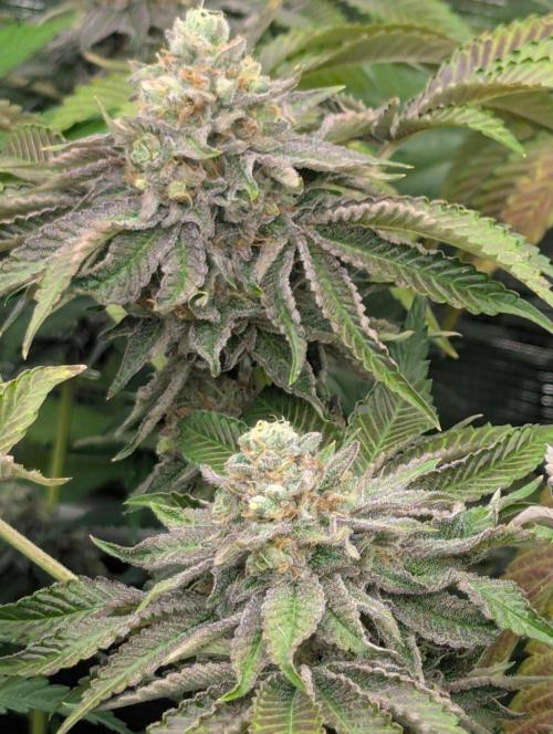 Zorroz v2 - Nine Weeks Harvest. Week 13