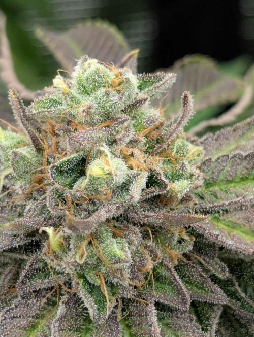 Zorroz v2 - Nine Weeks Harvest. Week 13