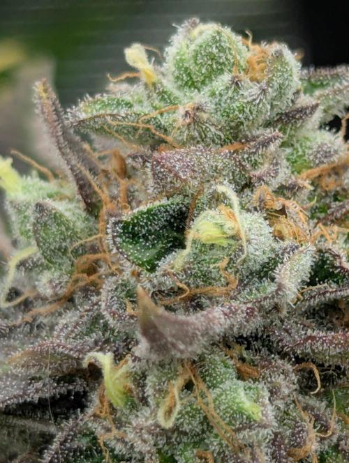 Zorroz v2 - Nine Weeks Harvest. Week 13