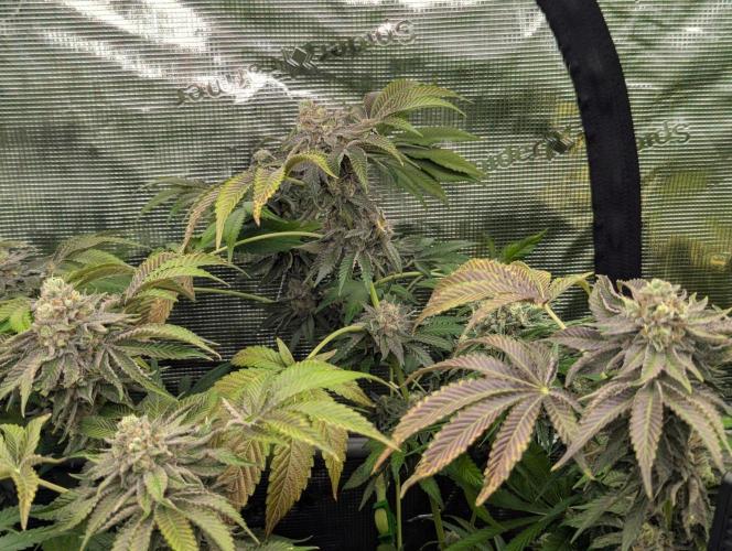 Zorroz v2 - Nine Weeks Harvest. Week 13