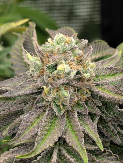 Zorroz v2 - Nine Weeks Harvest. Week 13