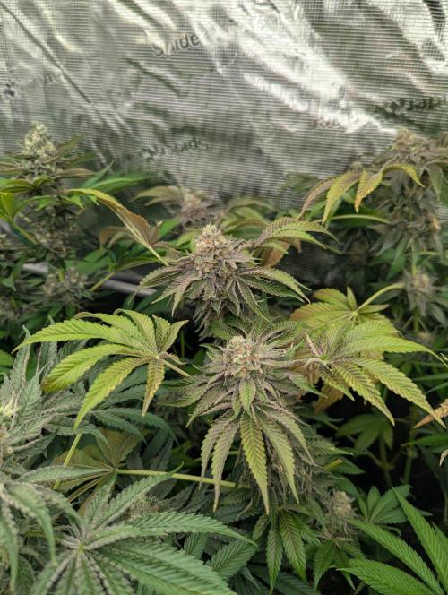 Zorroz v2 - Nine Weeks Harvest. Week 13