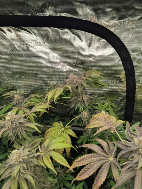 Zorroz v2 - Nine Weeks Harvest. Week 13