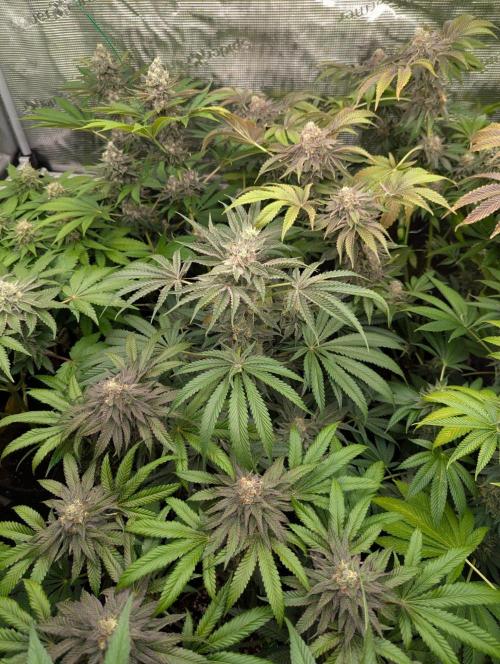 Zorroz v2 - Nine Weeks Harvest. Week 13