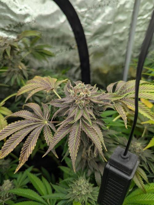 Zorroz v2 - Nine Weeks Harvest. Week 13