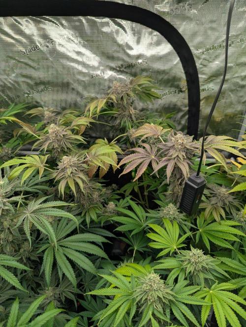 Zorroz v2 - Nine Weeks Harvest. Week 13