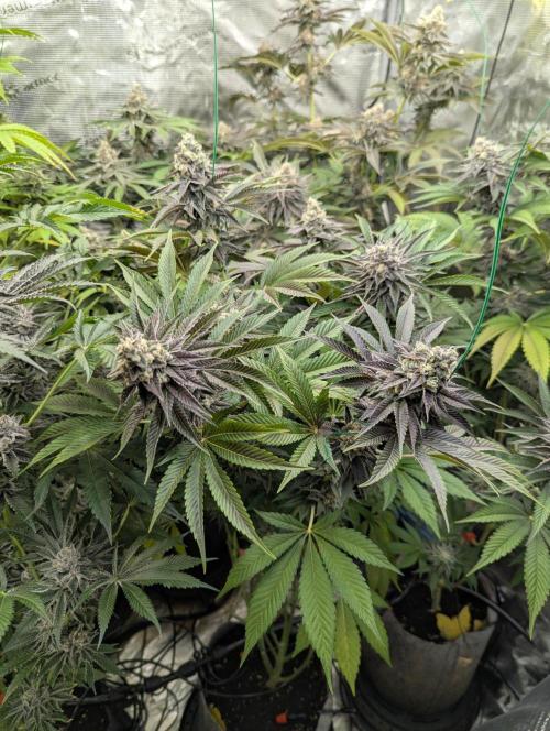 The Keeper - Wizard Trees. Week 13