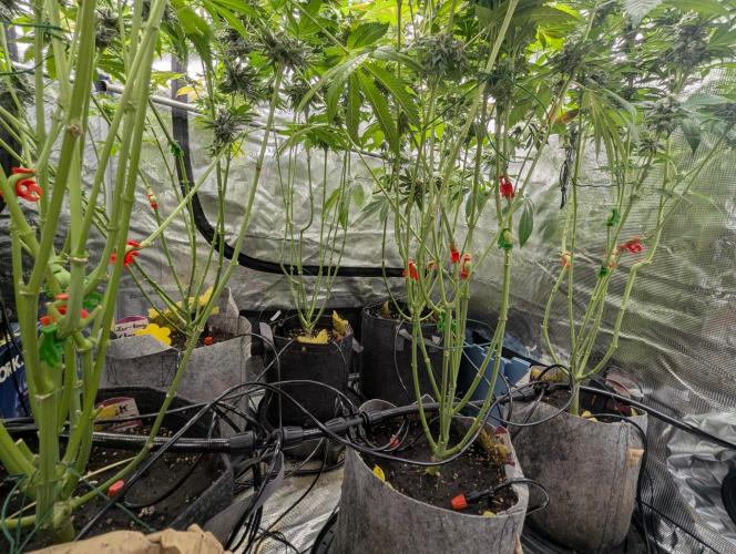 The Keeper - Wizard Trees. Week 13