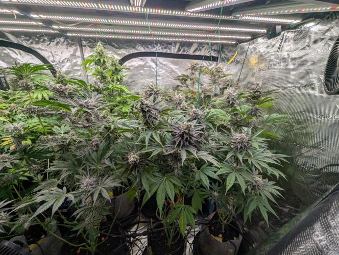 The Keeper - Wizard Trees. Week 13