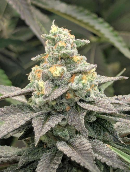 The Keeper - Wizard Trees. Week 13