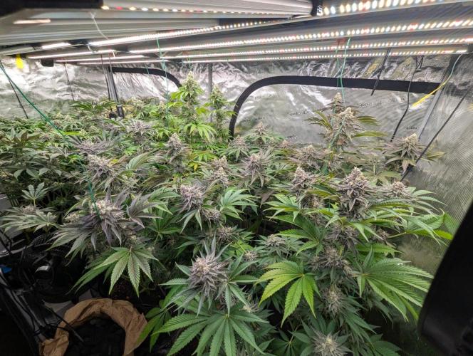 The Keeper - Wizard Trees. Week 13